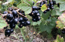 ŠALDYTI juodieji serbentai