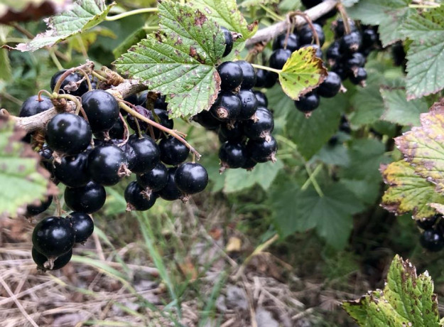 ŠALDYTI juodieji serbentai