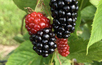 GERVUOGIŲ - JUODŲJŲ SERBENTŲ uogienė