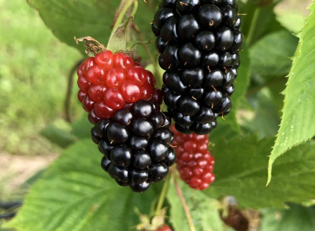 GERVUOGIŲ - JUODŲJŲ SERBENTŲ uogienė