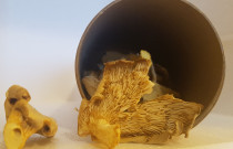 Džiovintos kreivabudės 50 g