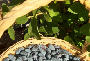 Melsvauogės (valgomojo...