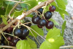 Juodieji serbentai 500 g