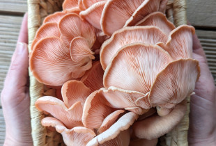 Švieži Rožinės kreivabudės...