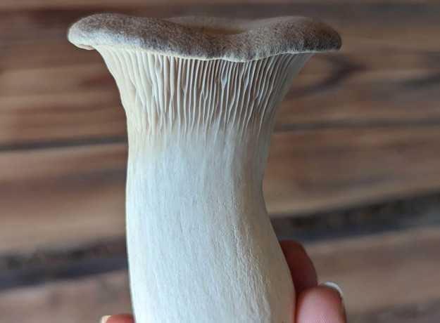 Švieži Eringi (Karališkoji kreivabudė) grybai 1kg.