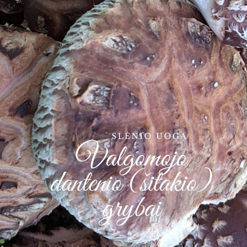 Ant rąstelių auginti grybai shiitake (Valgomasis Dantenis), 300 g