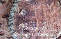 Ant rąstelių auginti grybai shiitake (Valgomasis Dantenis), 300 g