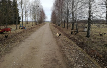 Laisvai besiganančių vištų kiaušiniai