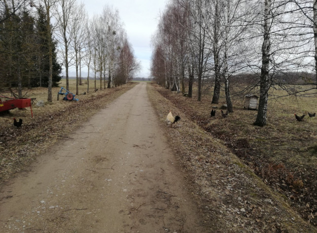 Laisvai besiganančių vištų kiaušiniai