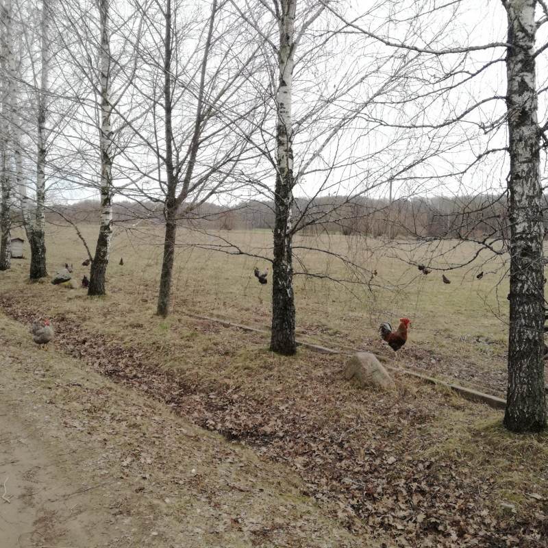 Laisvai besiganančių vištų kiaušiniai