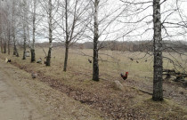 Laisvai besiganančių vištų kiaušiniai