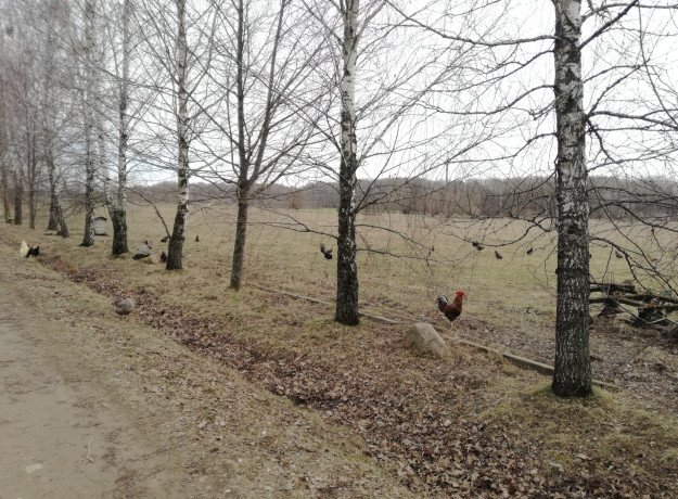 Laisvai besiganančių vištų kiaušiniai