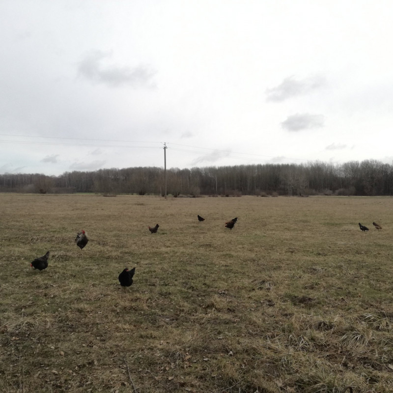 Laisvai besiganančių vištų kiaušiniai