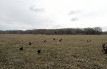 Laisvai besiganančių vištų kiaušiniai