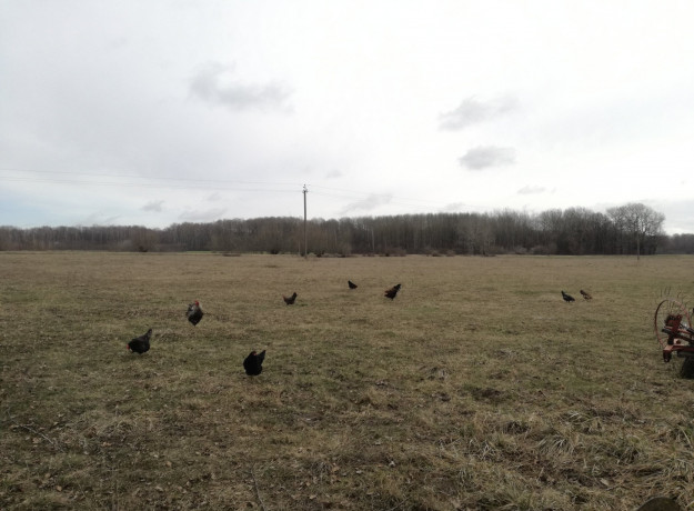 Laisvai besiganančių vištų kiaušiniai