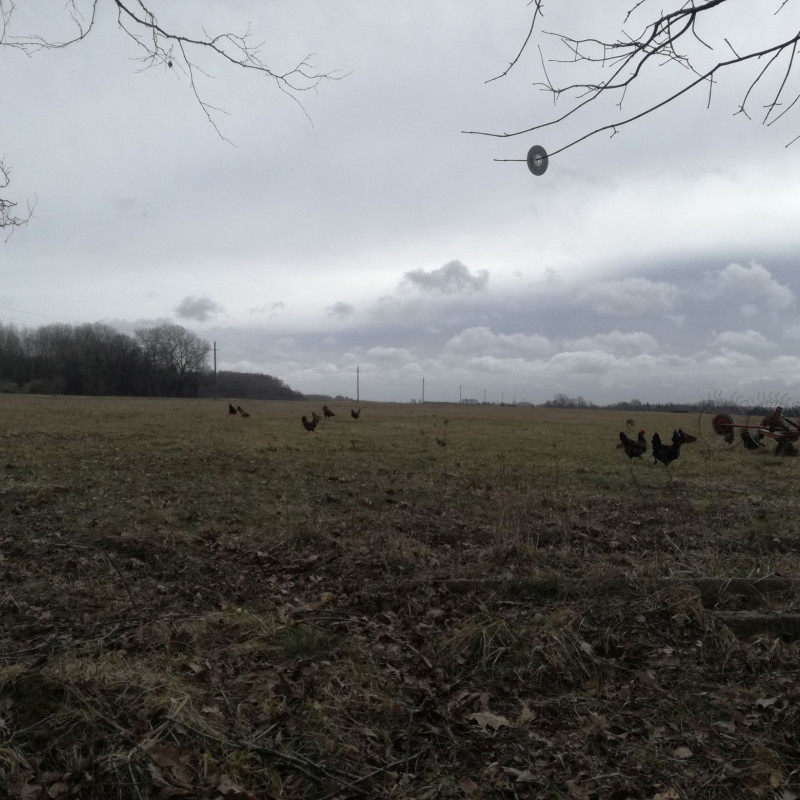 Laisvai besiganančių vištų kiaušiniai