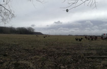 Laisvai besiganančių vištų kiaušiniai