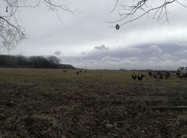 Laisvai besiganančių vištų kiaušiniai