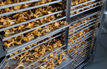 Džiovintos voveraitės 250 g