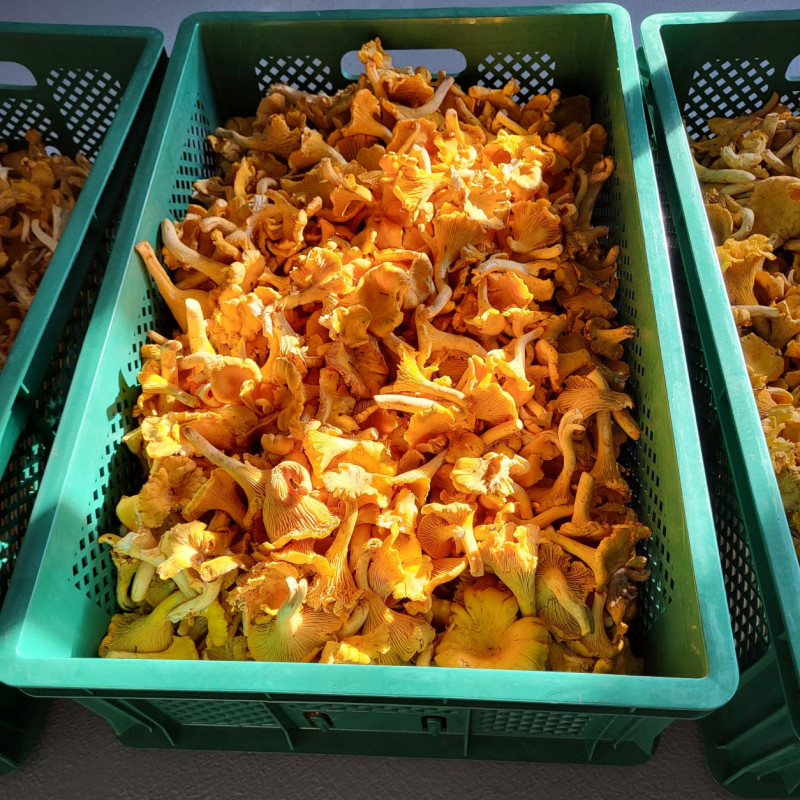 Džiovintos voveraitės 250 g