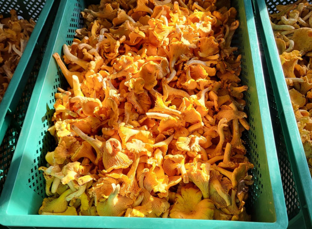 Džiovintos voveraitės 250 g