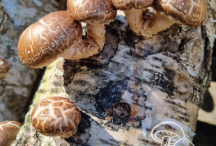 Shiitake grybai (valgomasis...