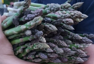 Dzūkiški šparagai (smidrai)