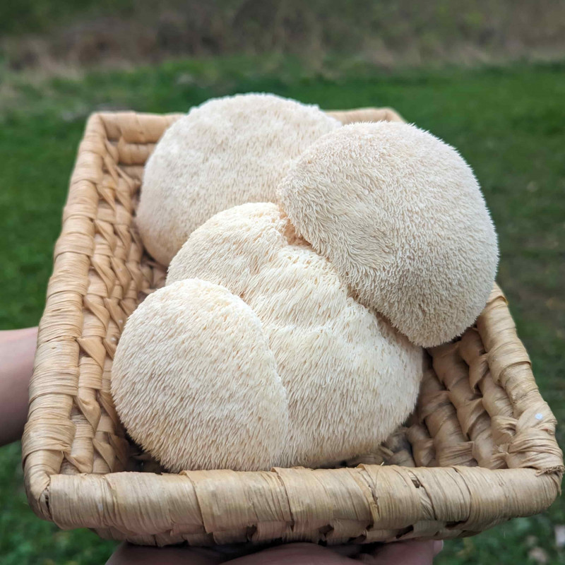 Švieži liūto karčių (Lion's mane) grybai 500 g