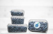 Valgomojo sausmedžio uogos