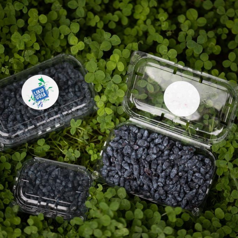 Valgomojo sausmedžio uogos