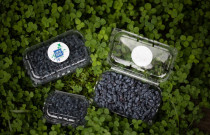 Valgomojo sausmedžio uogos