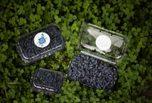 Valgomojo sausmedžio uogos