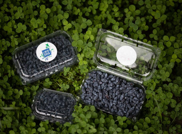 Valgomojo sausmedžio uogos