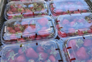 Lietuviškos braškės