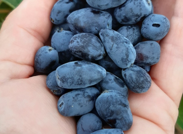 Aksominės melsvauogės (valgomojo sausmedžio uogos) 1 kg