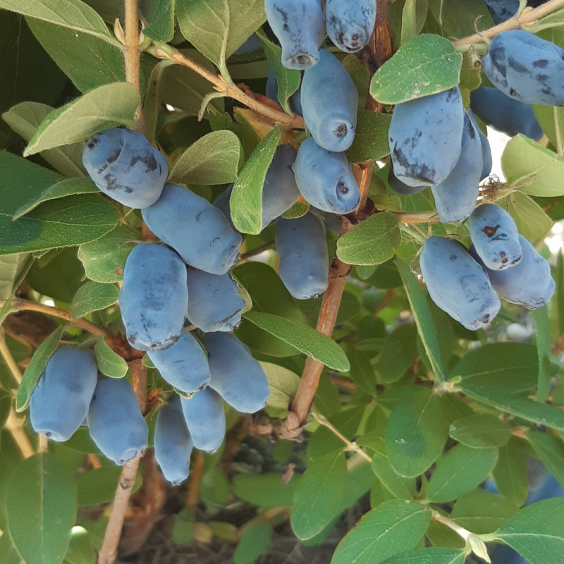 Aksominės melsvauogės (valgomojo sausmedžio uogos) 1 kg