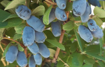 Aksominės melsvauogės (valgomojo sausmedžio uogos) 1 kg