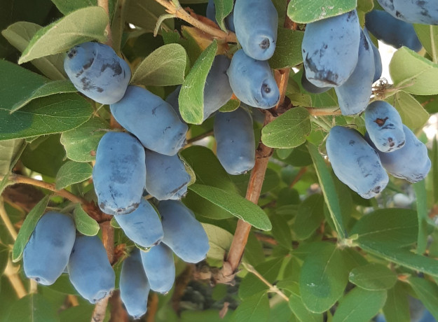 Aksominės melsvauogės (valgomojo sausmedžio uogos) 1 kg
