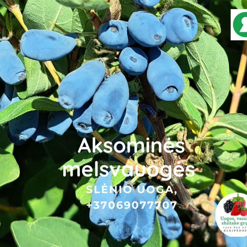 Aksominės melsvauogės (valgomojo sausmedžio uogos) 1 kg