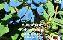 Aksominės melsvauogės (valgomojo sausmedžio uogos) 1 kg