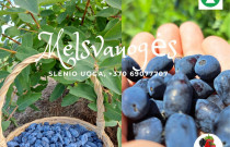 Aksominės melsvauogės (valgomojo sausmedžio uogos) 1 kg