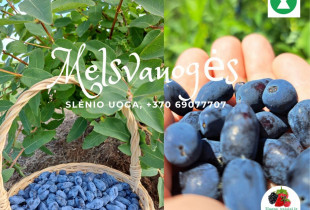 Aksominės melsvauogės...