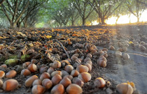 Lazdyno riešutai (rudi)