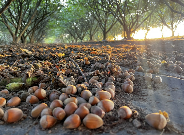 Lazdyno riešutai (rudi)