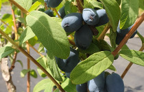 Valgomųjų sausmedžių uogos