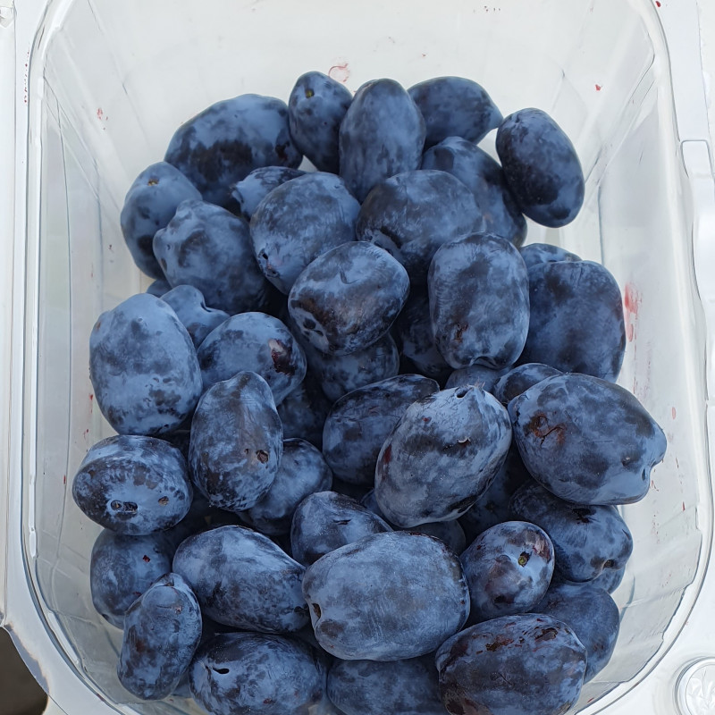 Valgomųjų sausmedžių uogos