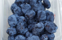 Valgomųjų sausmedžių uogos