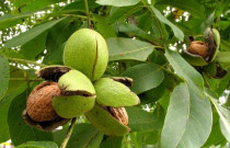 Graikiniai riešutai