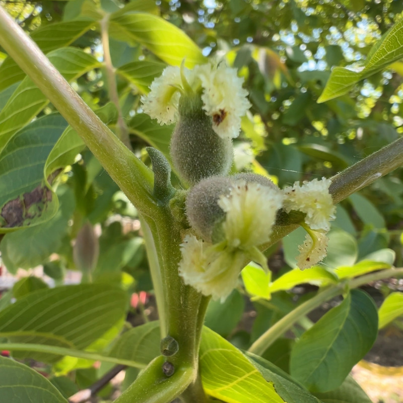 Graikiniai riešutai