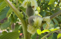 Graikiniai riešutai